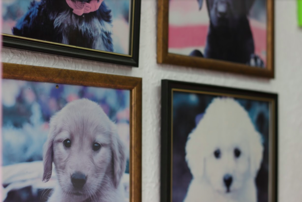 k9prideandgroom.png