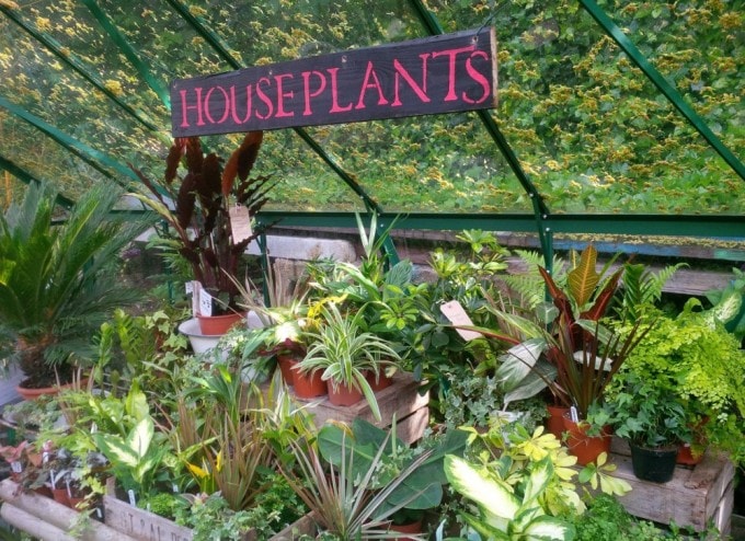 houseplants-in-the-greenhouse-e1413972973953-680x494.jpg
