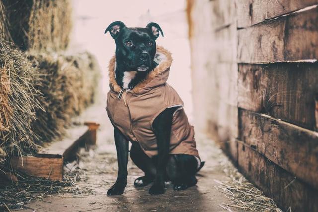Staffy+in+a+coat.jpg