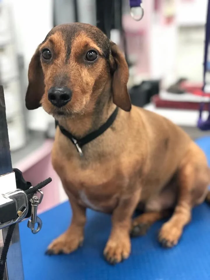 A Pet Lover’s Guide To South London — South London Club