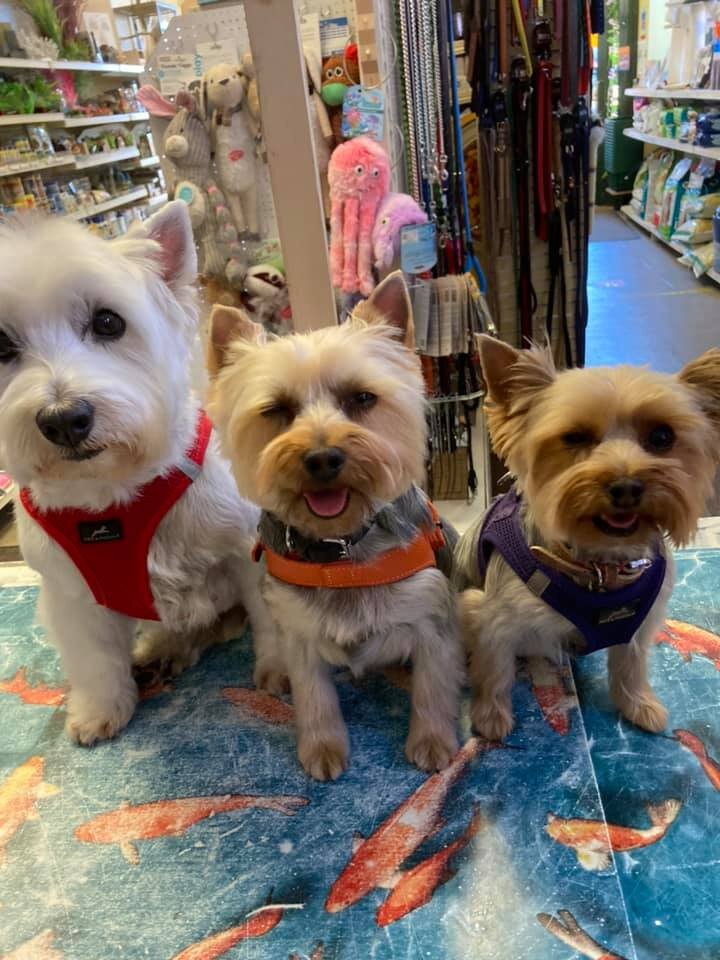 9 South London Independent Pet Shops For Your Furry Friends — South London  Club