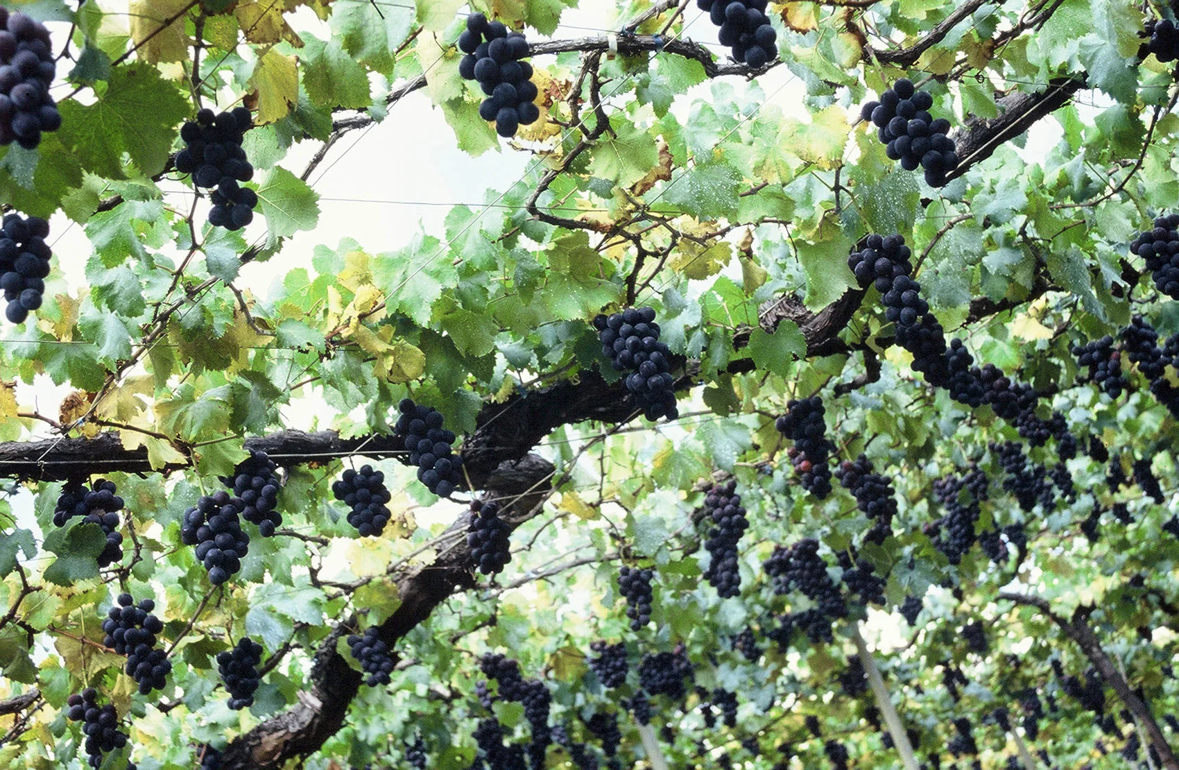 grapes.jpg