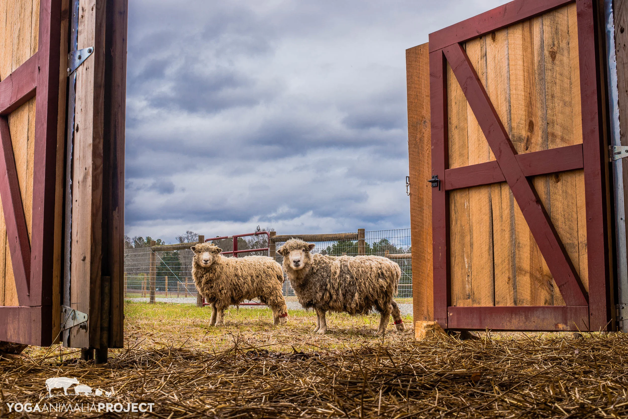 Piedmont Sheep Flock 12-14-15-13.jpg