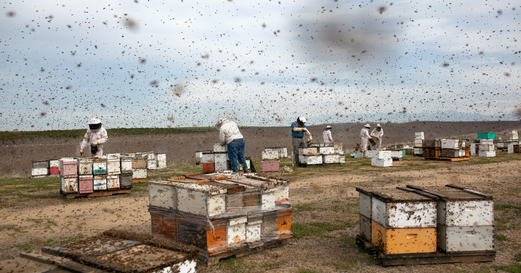 bees 1b.png