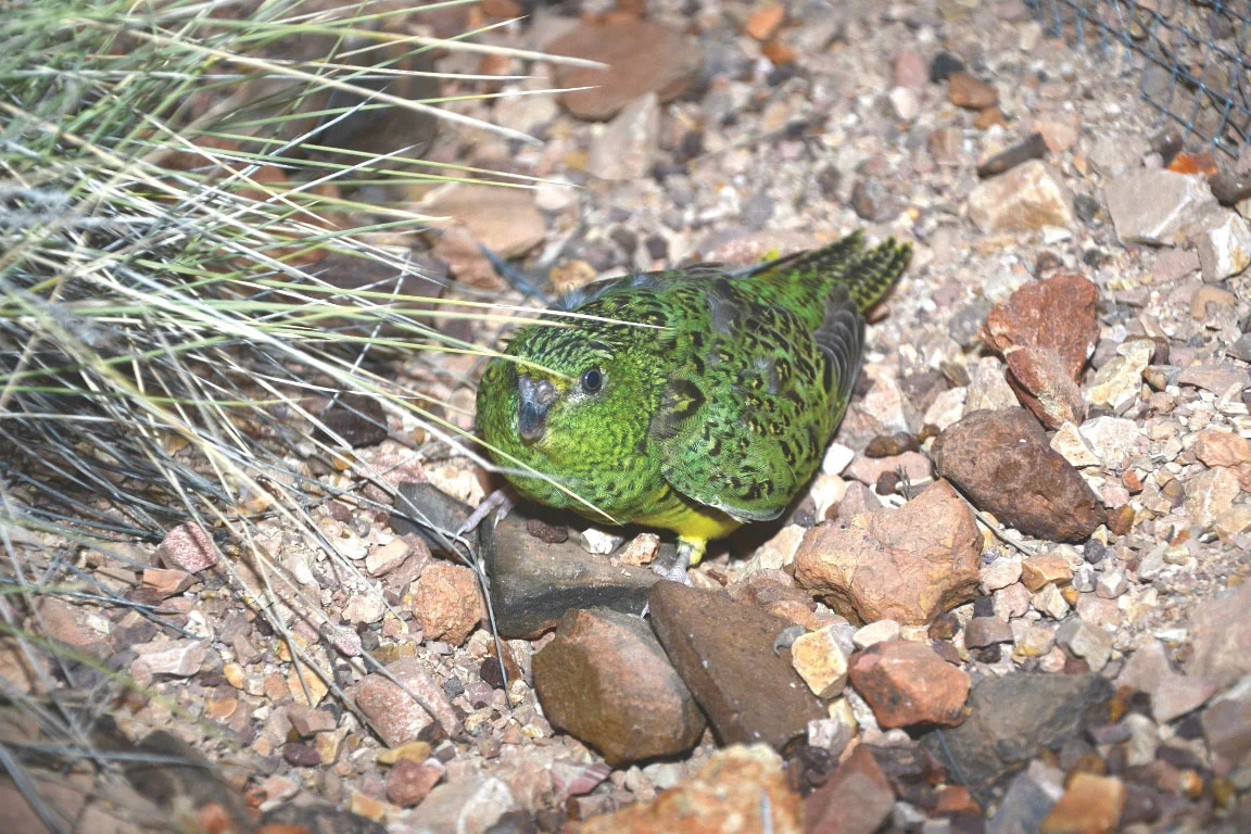 night parrot 2.jpg