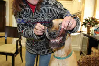 Doggy-dentist-plymouth-MN.jpg