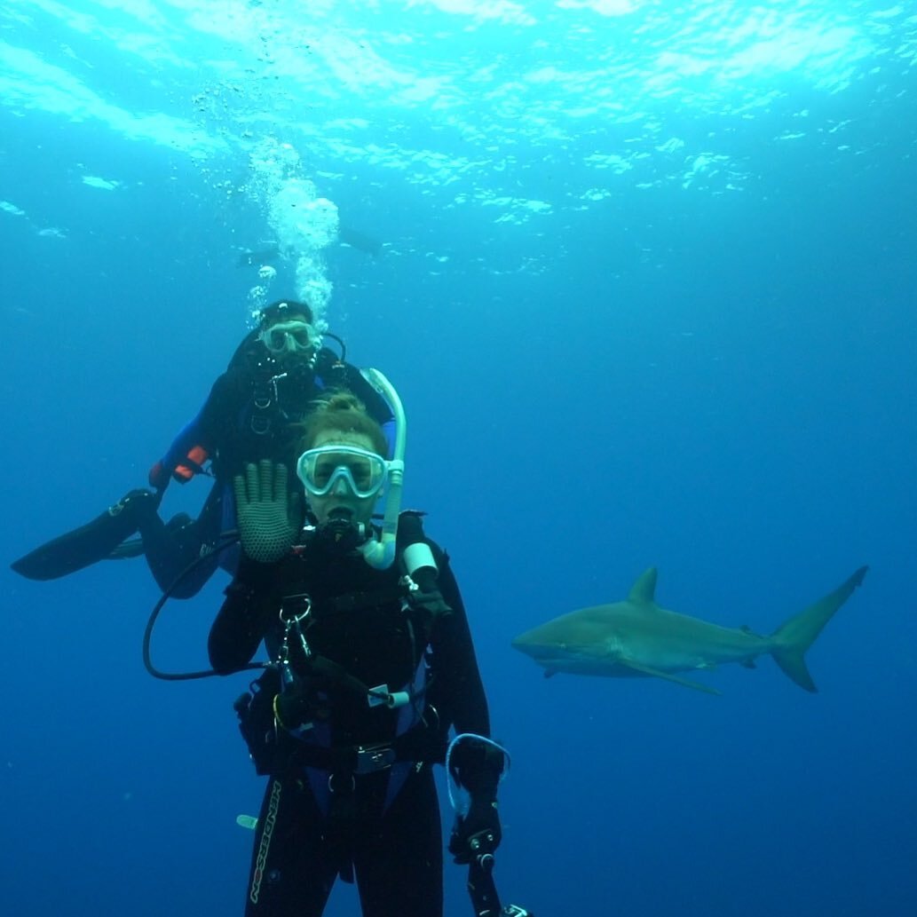 sharks are friends not foe, miss you guys!!

being at the top of the food chain (apex) alongside killer whales, sharks help control the population of other predators in the ocean

scallops, for example would go extinct shortly after not having sharks