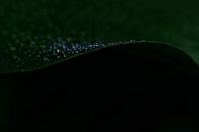 Waves of a leaf