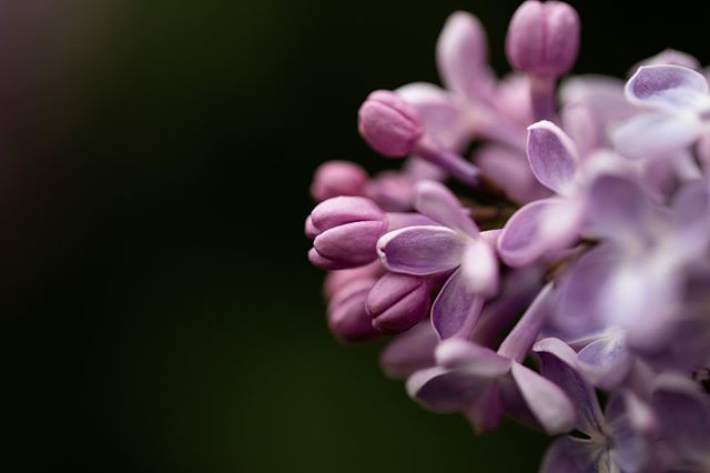 The last of the lilacs