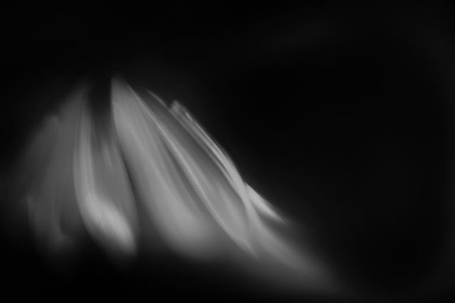 Soft petals