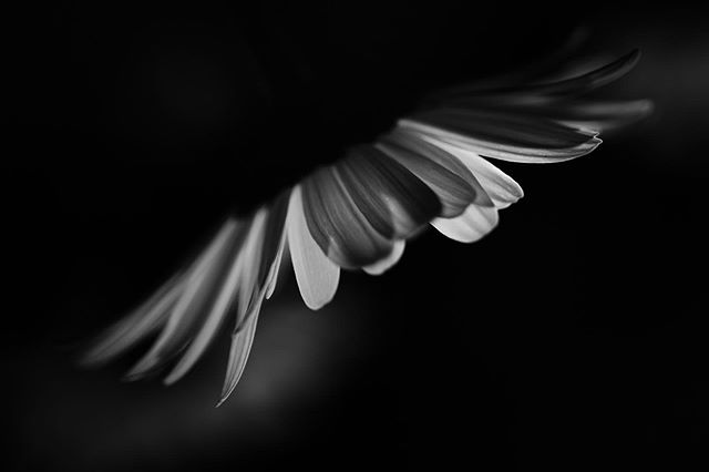 The light within the daisy  #clickprojulyproject