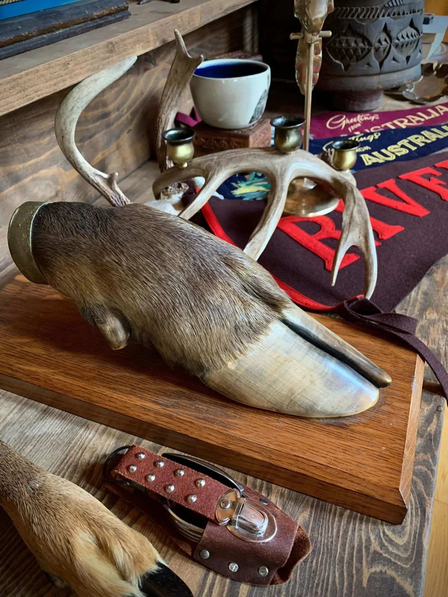 Captivating curiosities and vintage finds available just in time for the holidays!  What makes a better hostess gift than a taxidermied hoof? 🦌 Show them you care with a large pufferfish. 🐡  DM for pricing