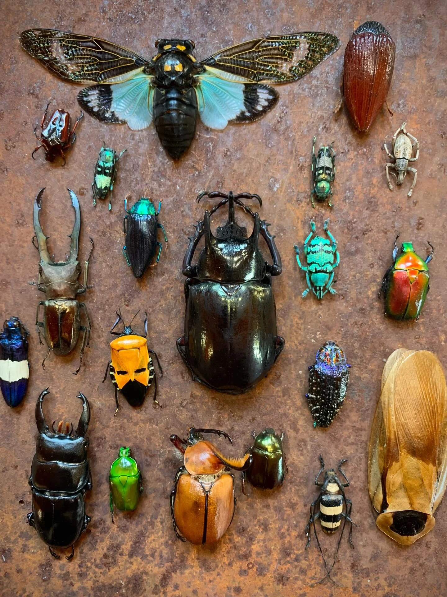 Beautiful beetles and bugs! 🪲 🐞 🦋