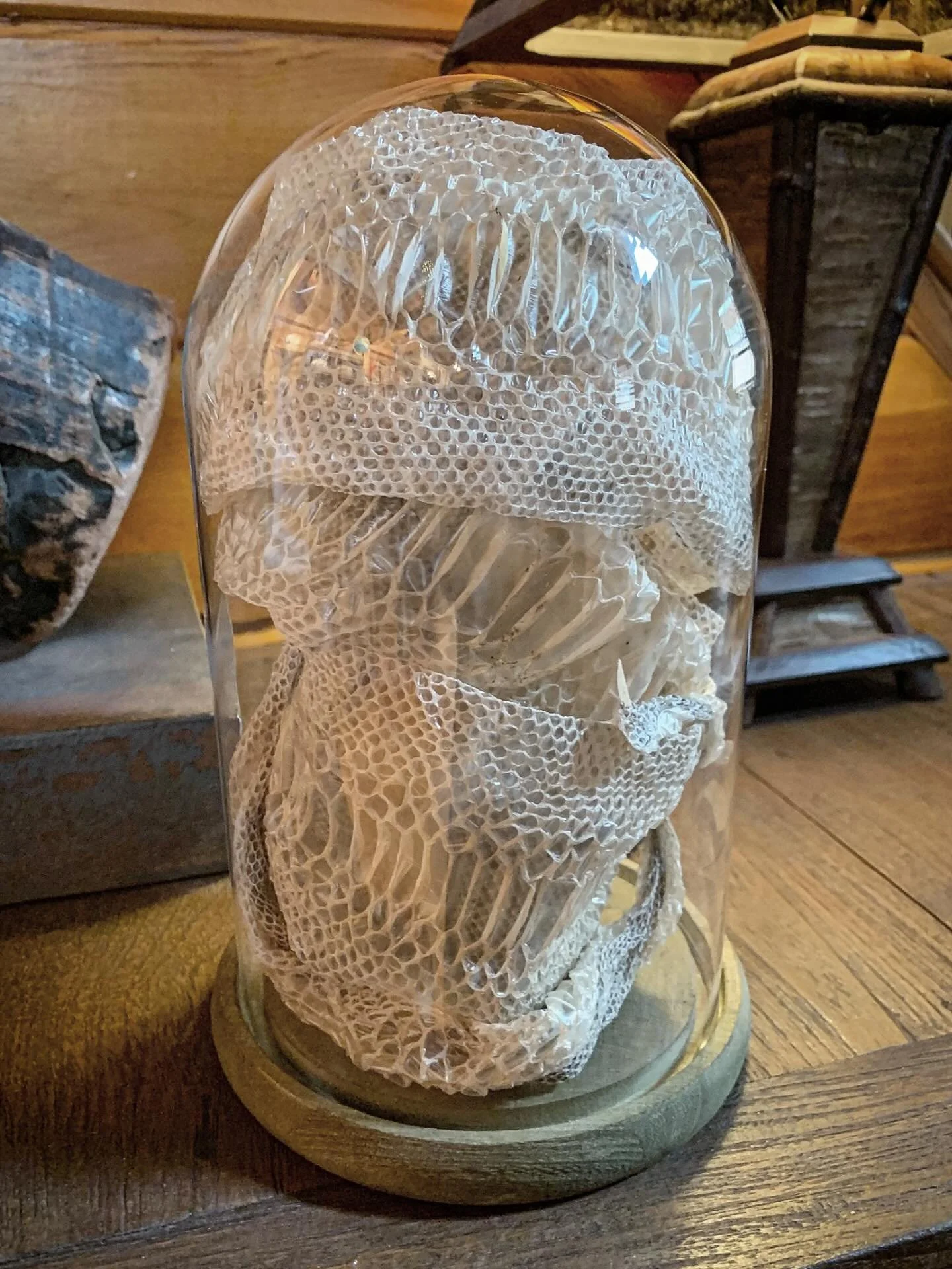 Boa constrictor skin shed in glass cloche - $95. 🐍