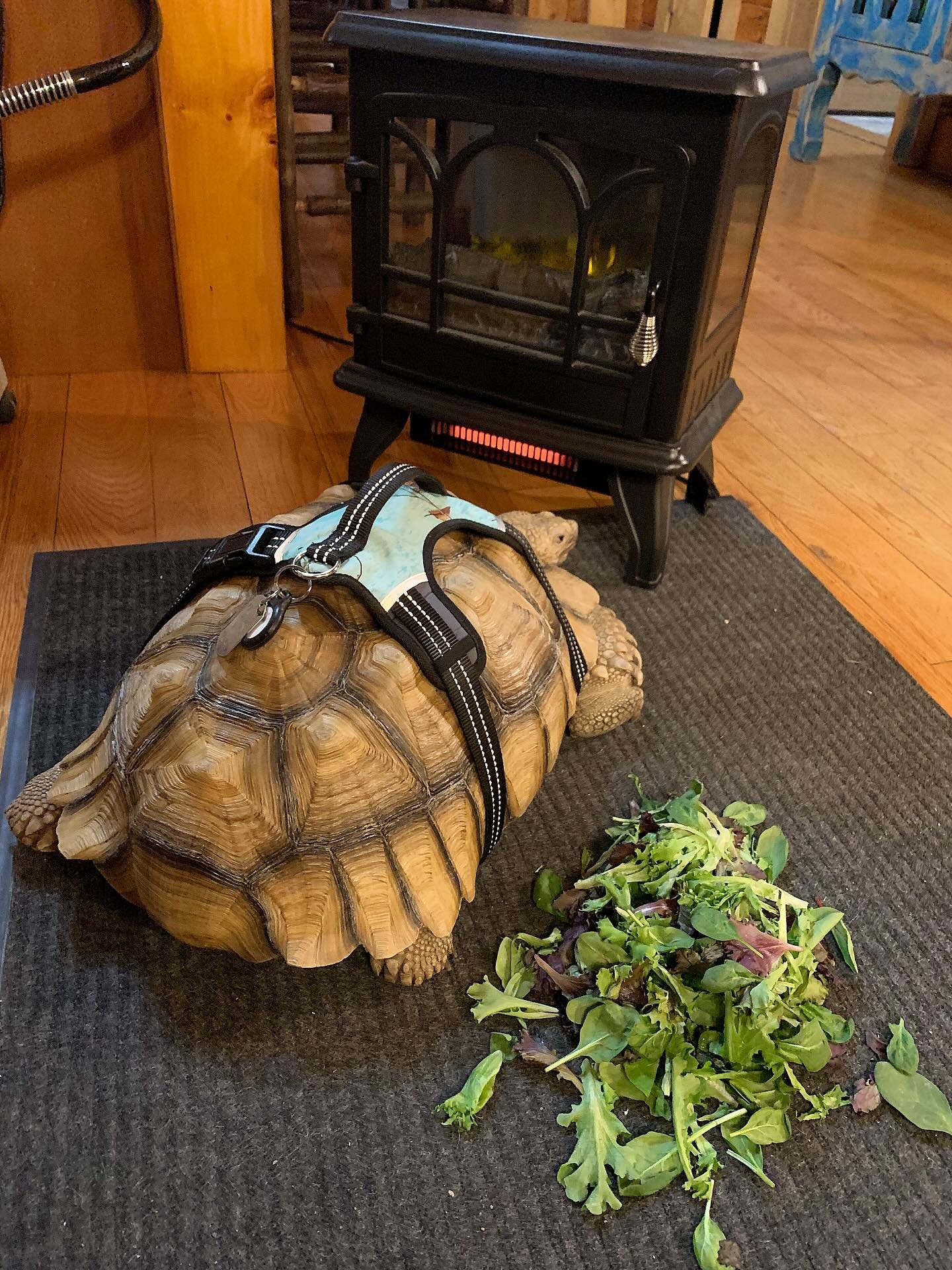 Lyle aka the baked potato! 🥔