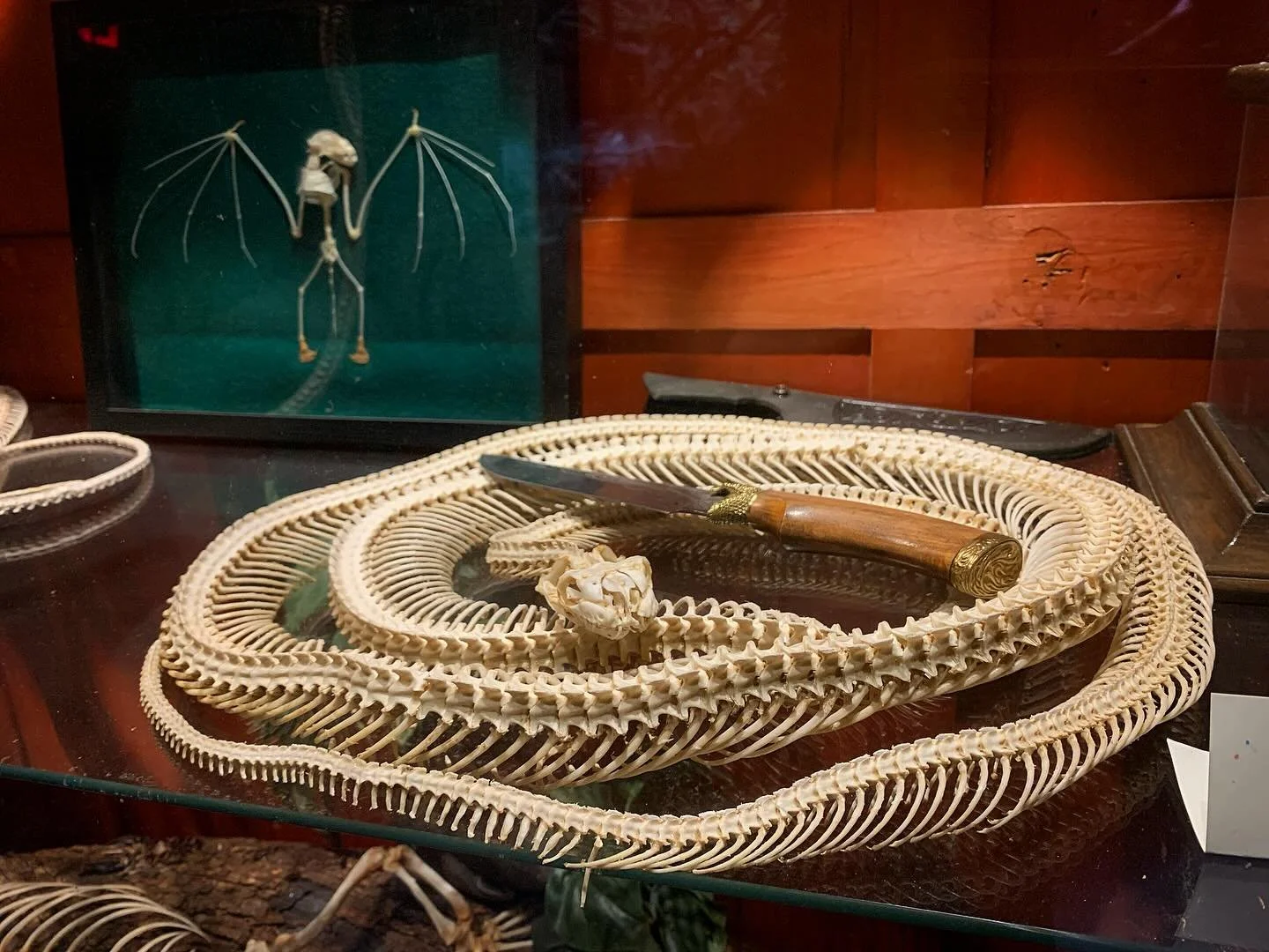 The articulated snake specimen at the Alligator Farm had me swooning! 🐍 🥰 💀