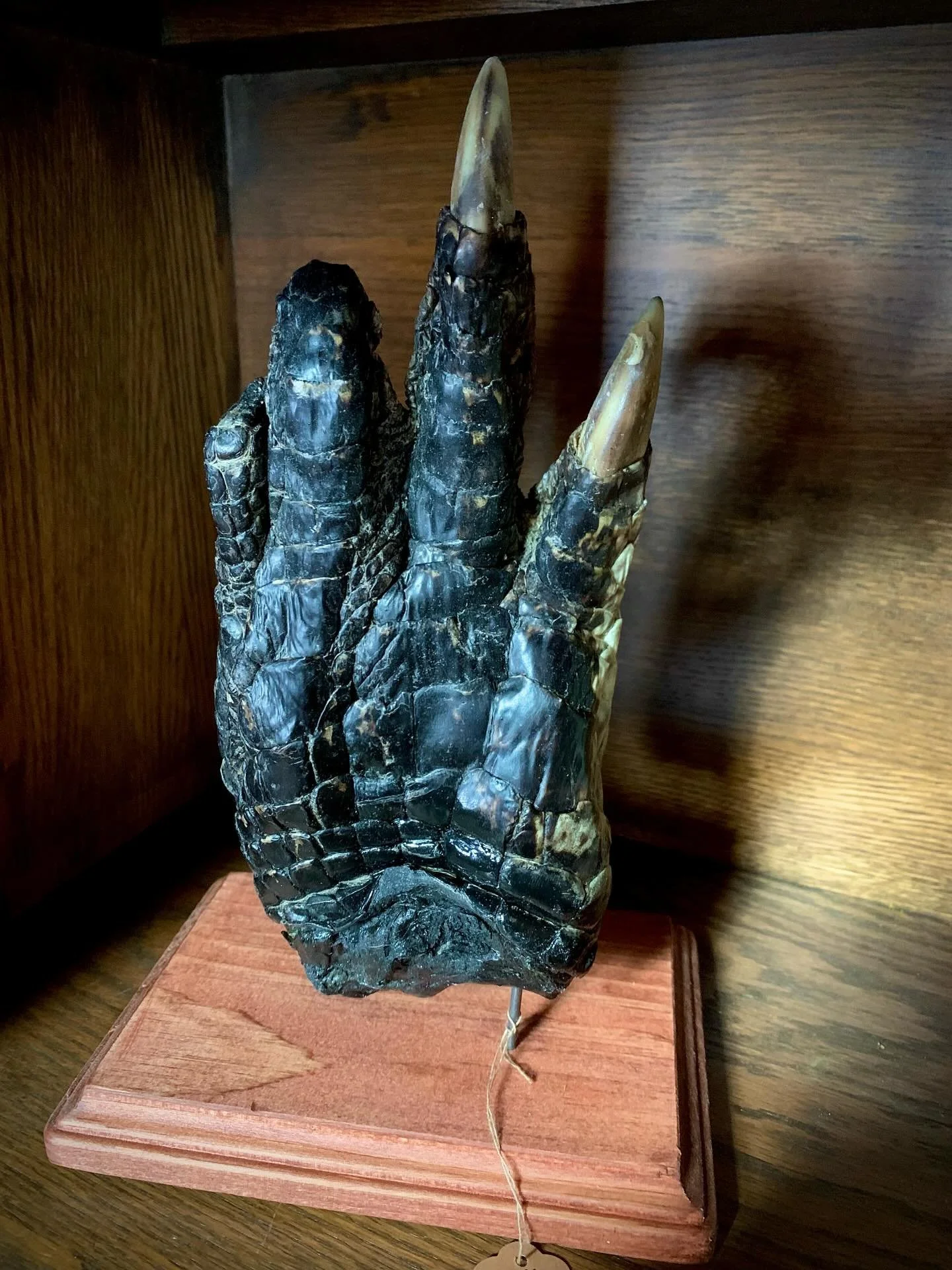 Available: Large Alligator Paw Mount 🐊 
Shipping available. $75