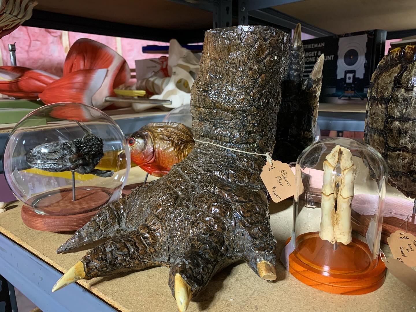 Wunderkammer, or &ldquo;wonder-room&rdquo; is a German term for a 16th-century &ldquo;cabinet of curiosities&rdquo;&mdash;a curated collection of extraordinary, rare, or exotic objects. These precursors to modern museums blended art (kunstkammer), sc