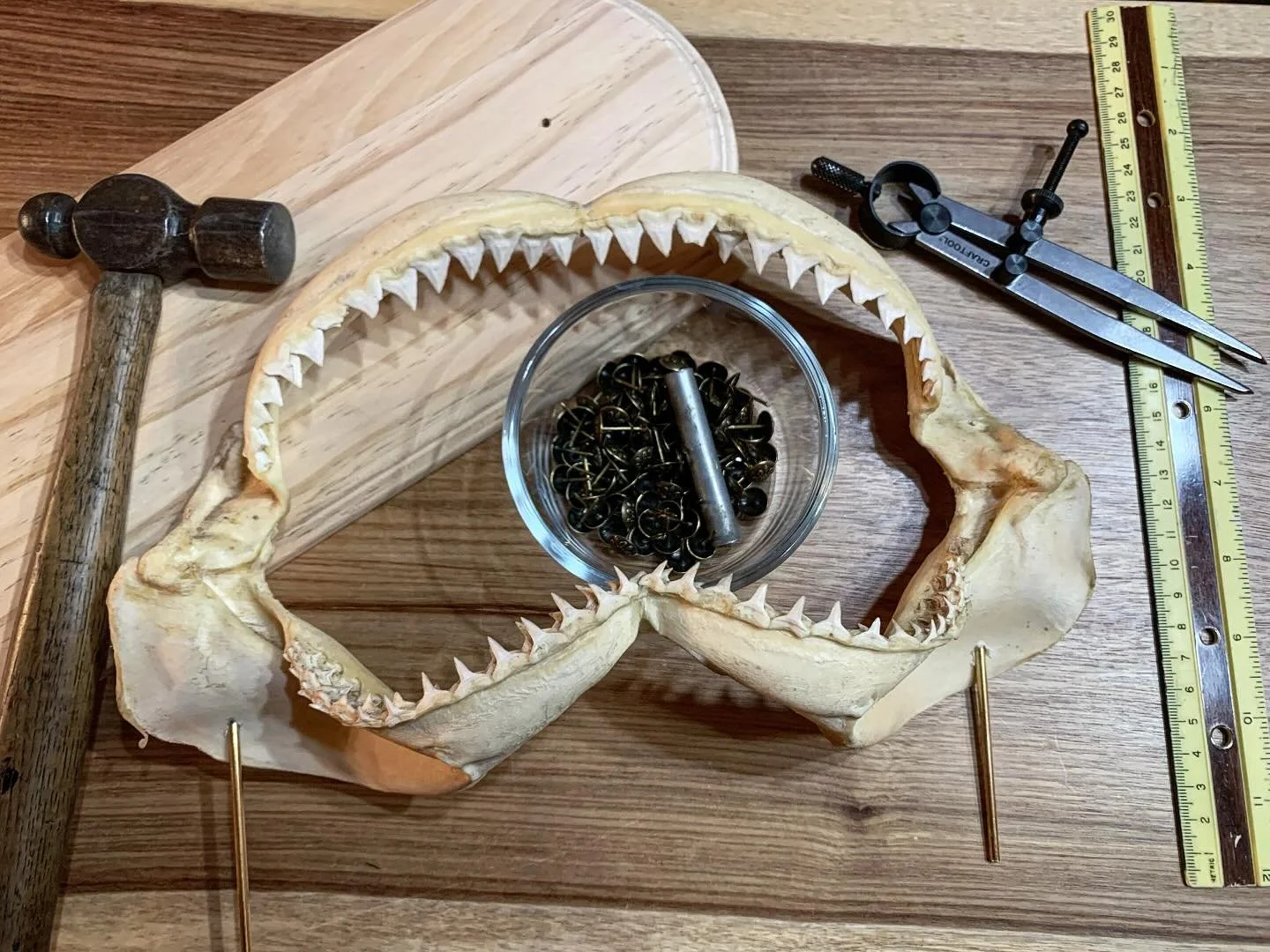 A work in progress: 🦈