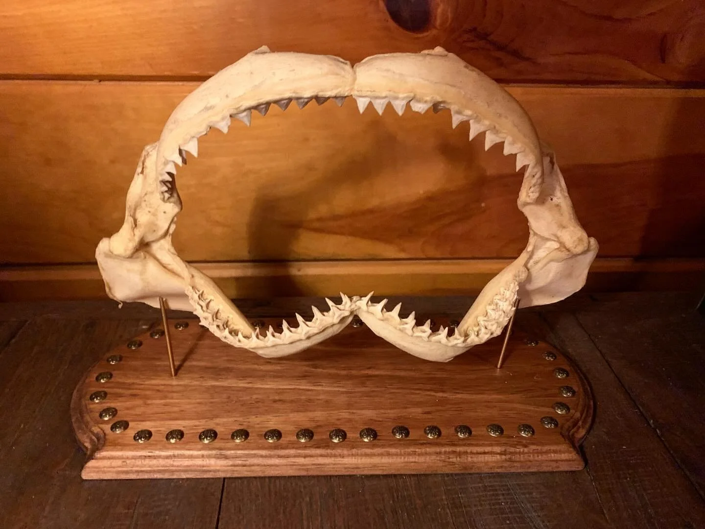 Available:Completed shark mouth mount: 🦈
$125