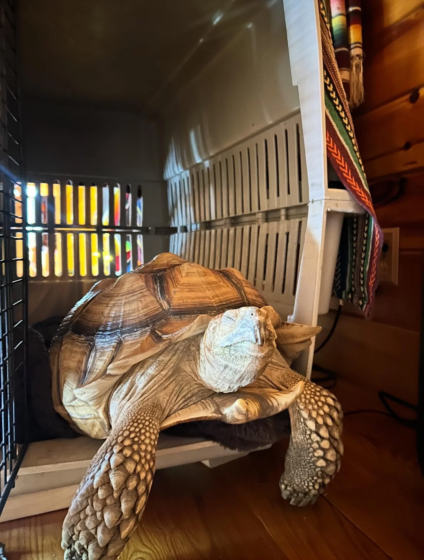 Lyle spent several hours napping like this today&hellip; so unsettling. 🐢