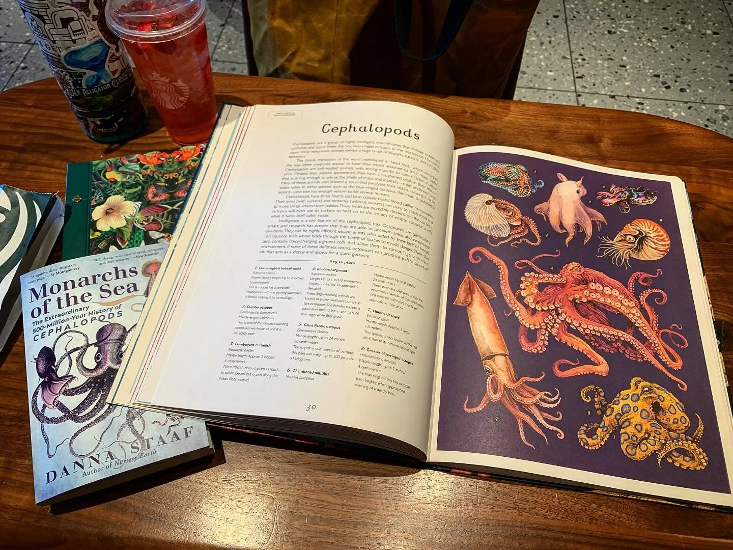 Did you know that some squid can propel themselves 165 feet out of the water up into the air?! Yeet! 🦑