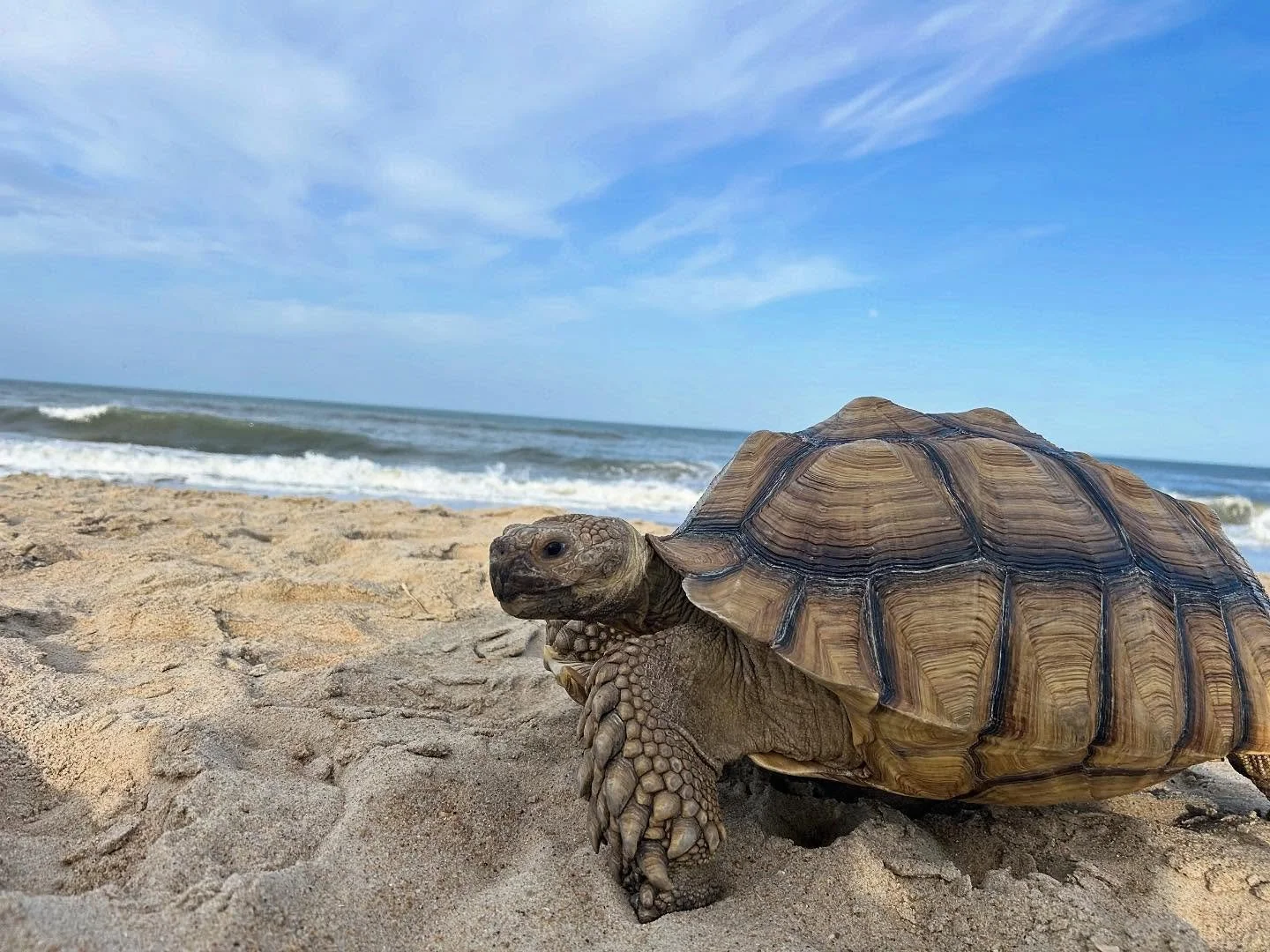 Lyle in OBX 🌊 🐢