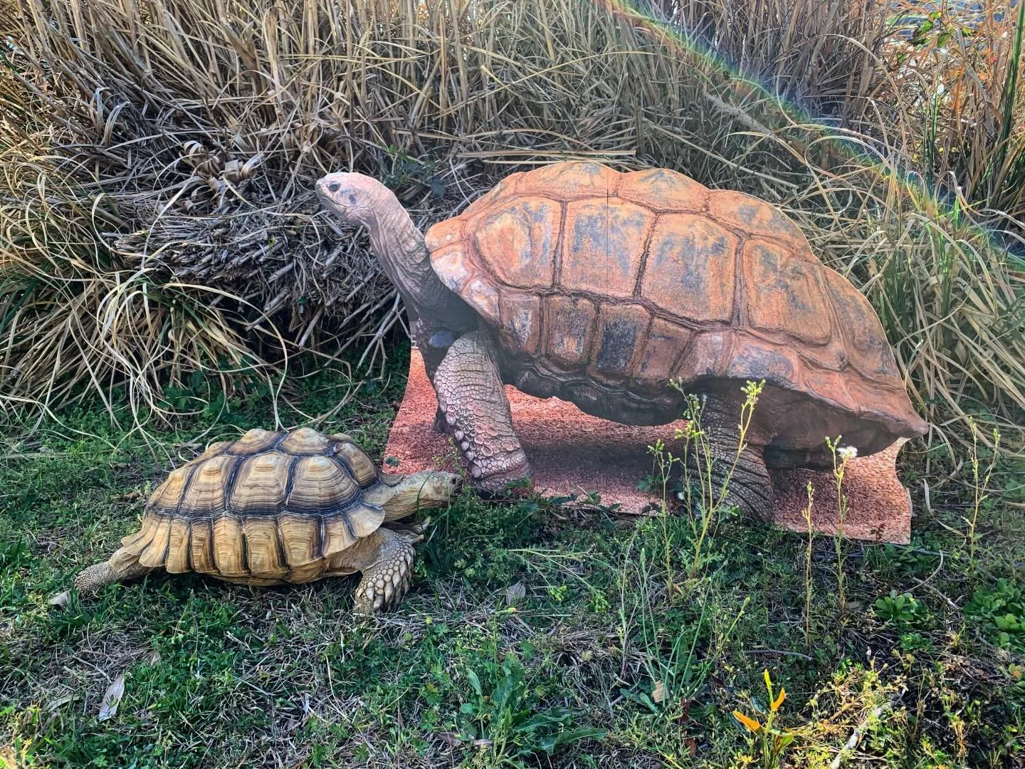 Lyle the sulcata tortoise sizing up the cardboard cutout of an aldabra tortoise we found at an antique shop! 🐢 🧐