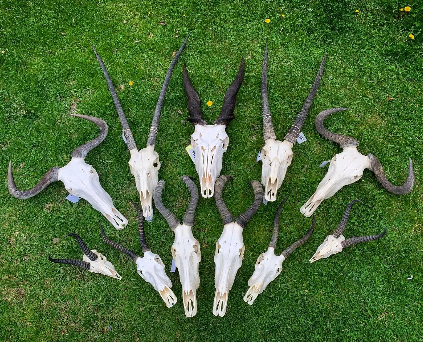 South African wildlife skulls just came in! 👀 💀