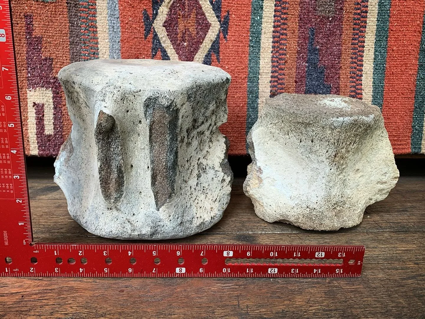 🐋 Fossilized Whale Vertebrae 🐋
Large - $185
Medium- $115
📦 Shipping Available
