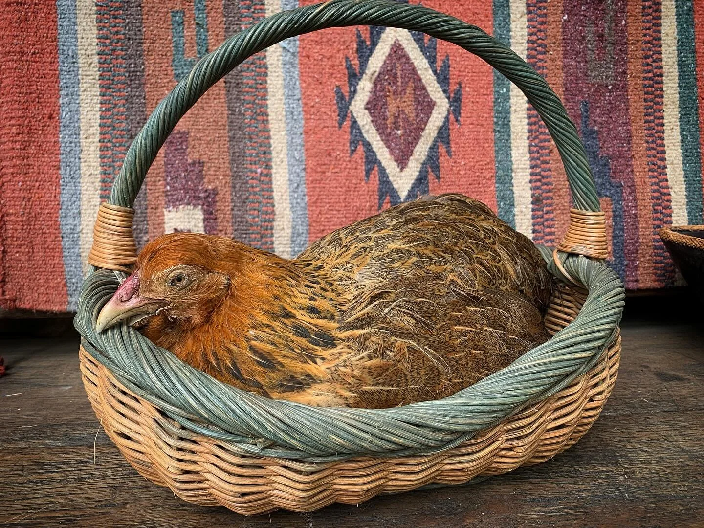 Magnificent taxidermied roosting hen. This beauty was the prized bird of a a woman who ran a small farmstead. Feet are intact, slight peeling near beak. 
$225
Shipping available.