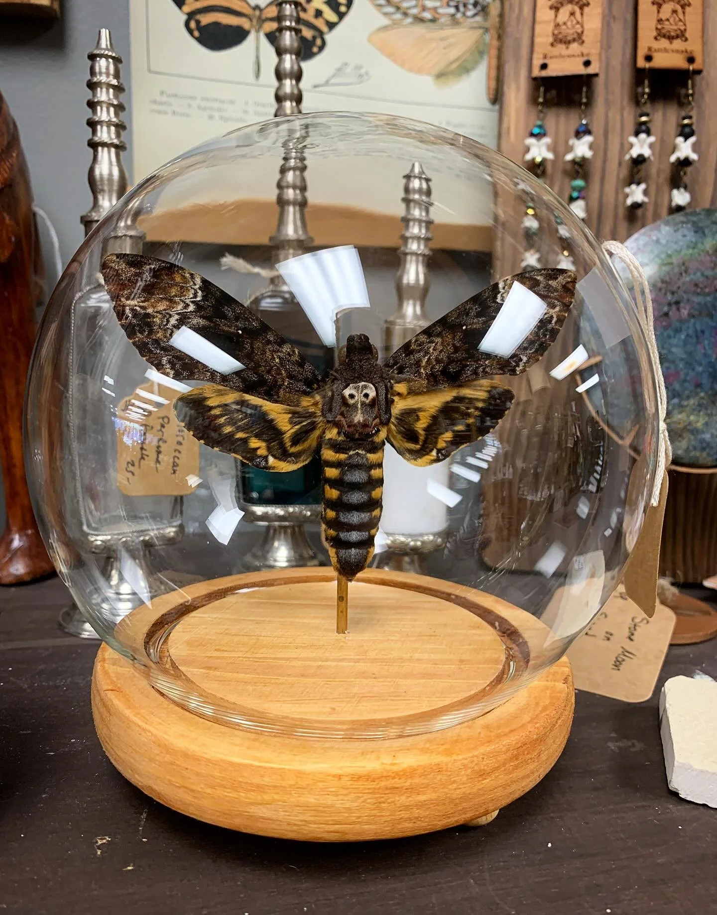 To the collectors who have inquired about the Death Head moths: this one is currently available at Corning Antiques and More, and I will have a few in my booth at Glassfest this Friday-Sunday!