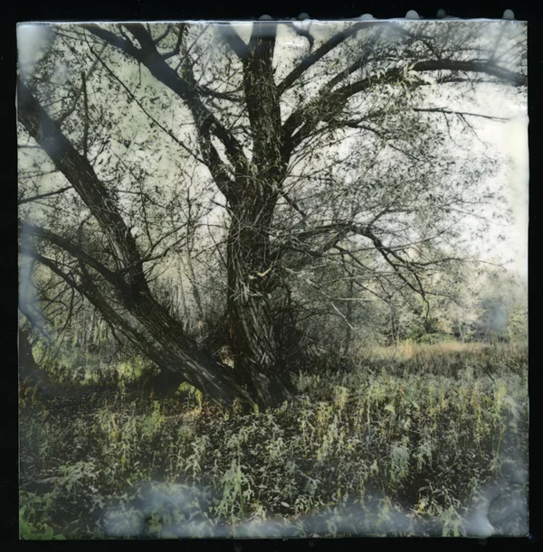 Old Willow No. 1 reclaimed negative from polaroid, encaustic on wood 6" x 6"