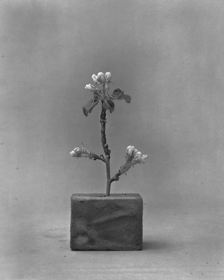 Malus domestica (apple blossoms) 2011 silver gelatin print- hand bleached 9" x 12"