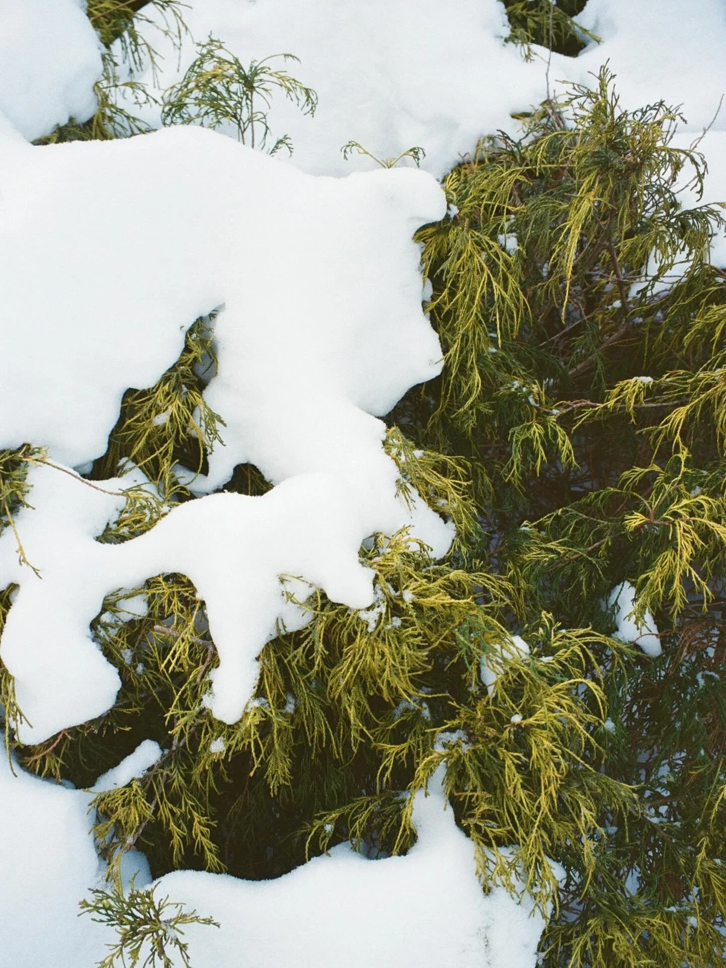 I&rsquo;m very ready for spring, but it just keeps snowing ⛄️ For Christmas my parents got me my first film camera and I feel like a little kid again because I want to use it ALL THE TIME! So here are some winter shots, even though I&rsquo;d really l