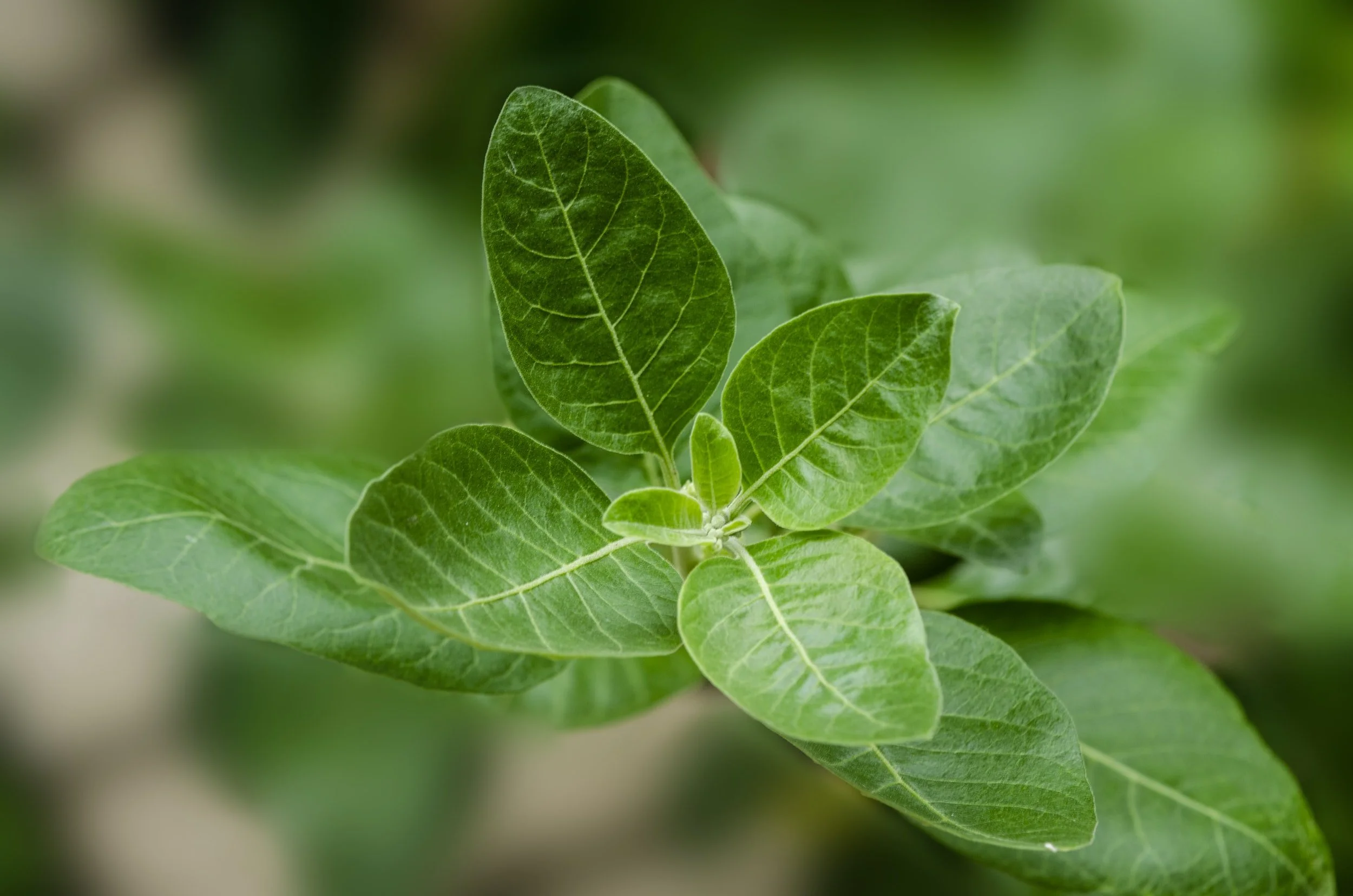 Ashwagandha Health Benefits: The Powerful Herb for Better Health