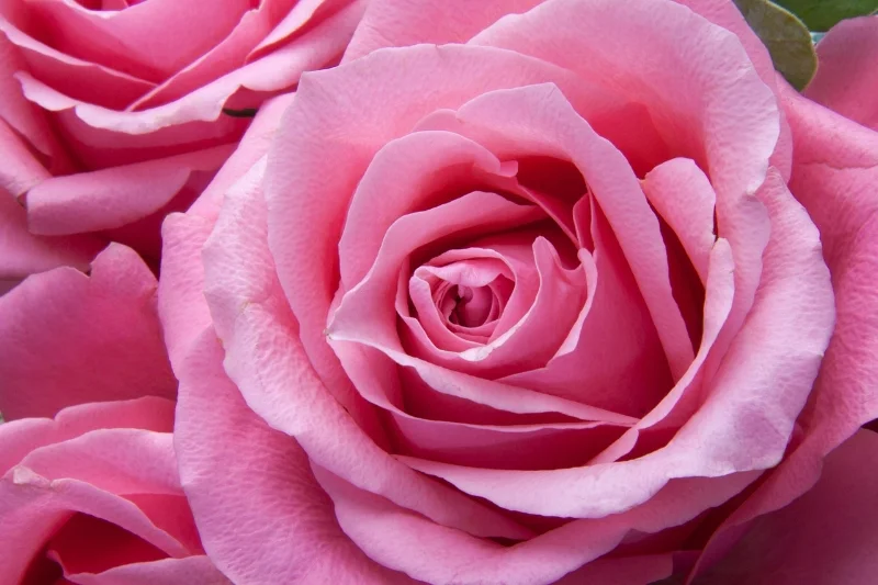 roses-194117_1280.jpg