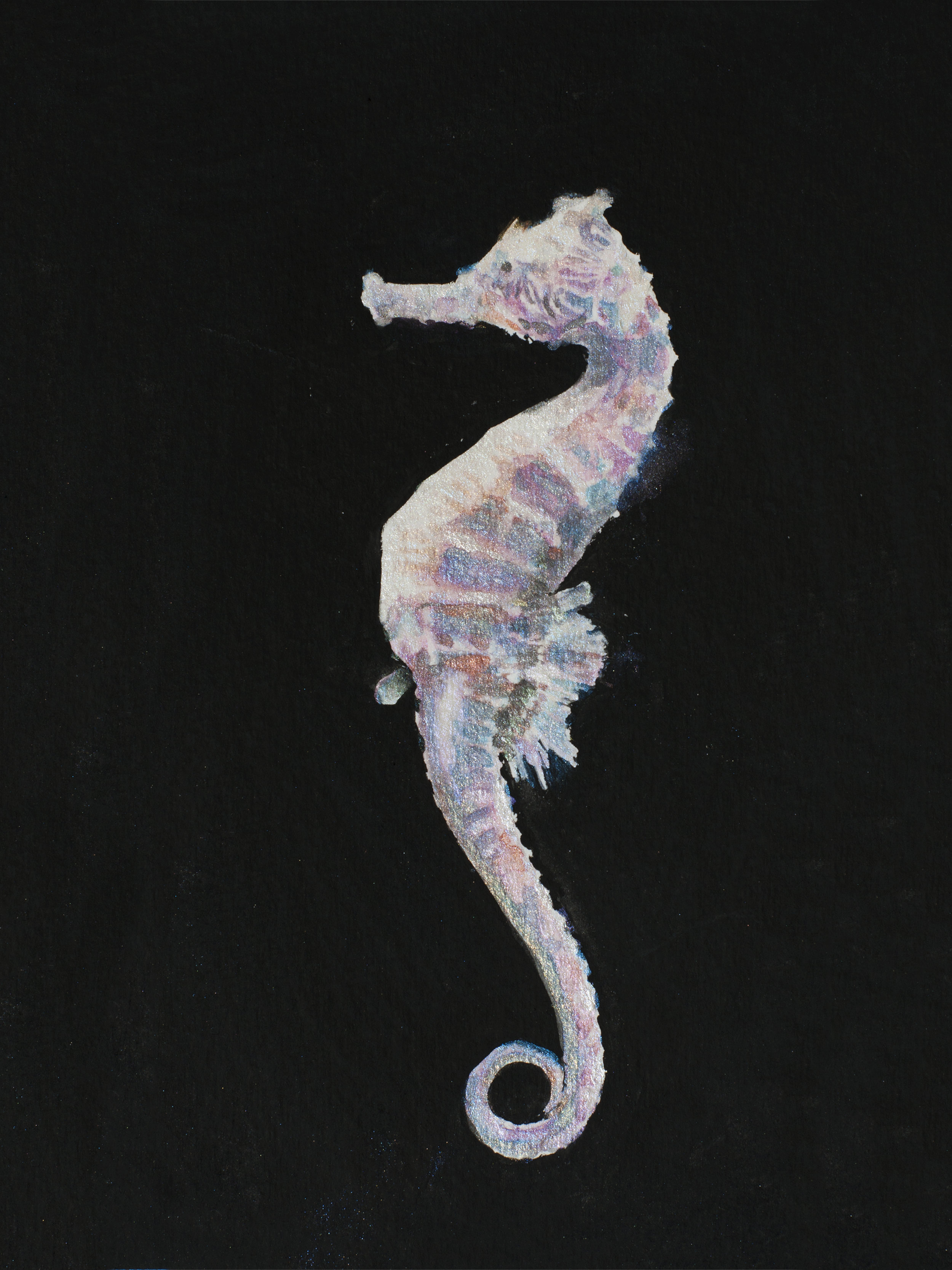 Seahorse