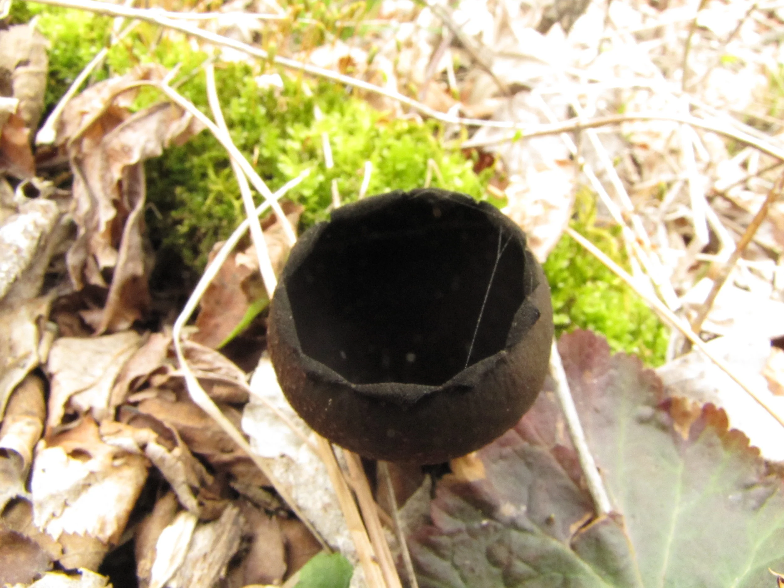 Where the Wild Things Are... butterflies, butterbutts and ferns by Ann Luloff