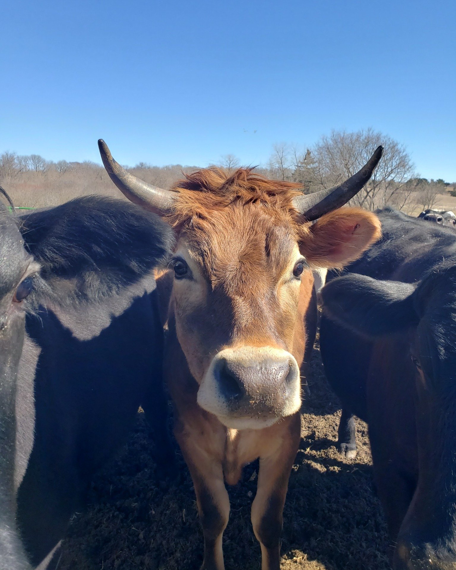 Cow life is the best life...