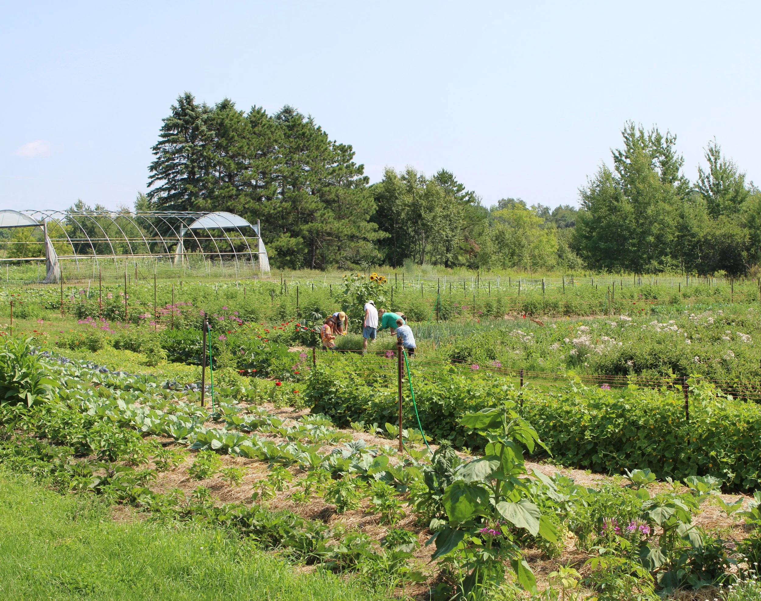 garden.JPG