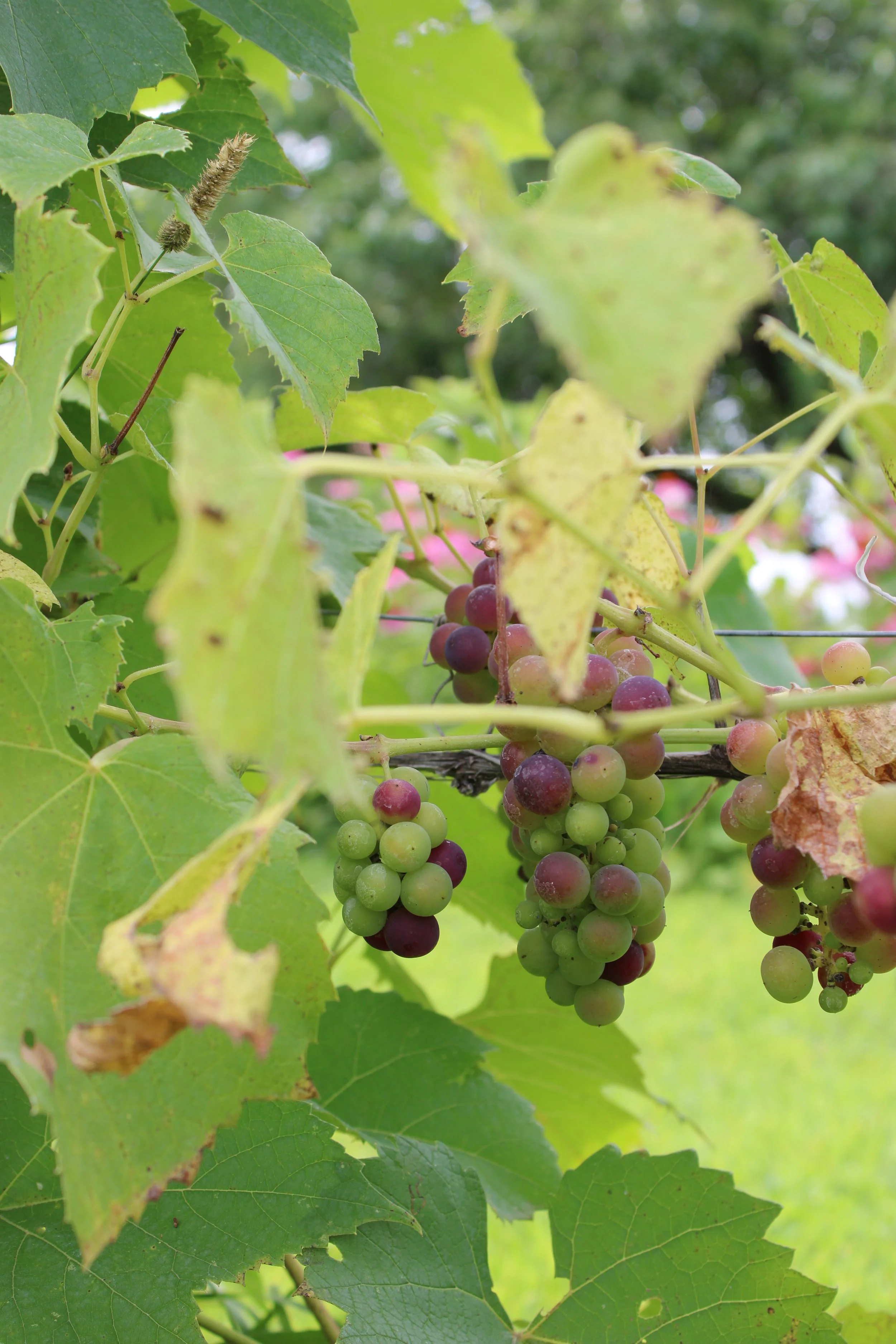 grapes.JPG