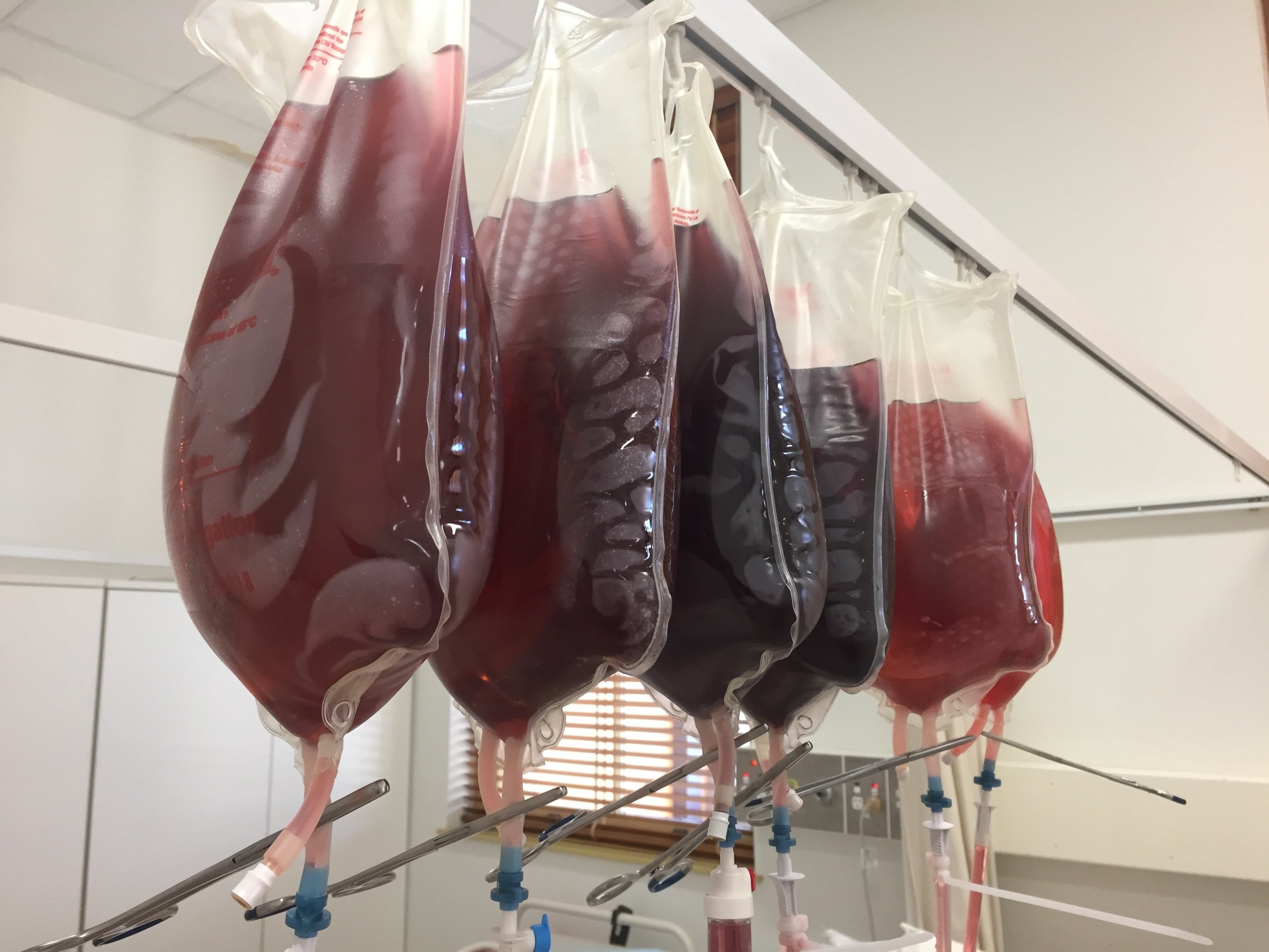 Blood bags.jpg