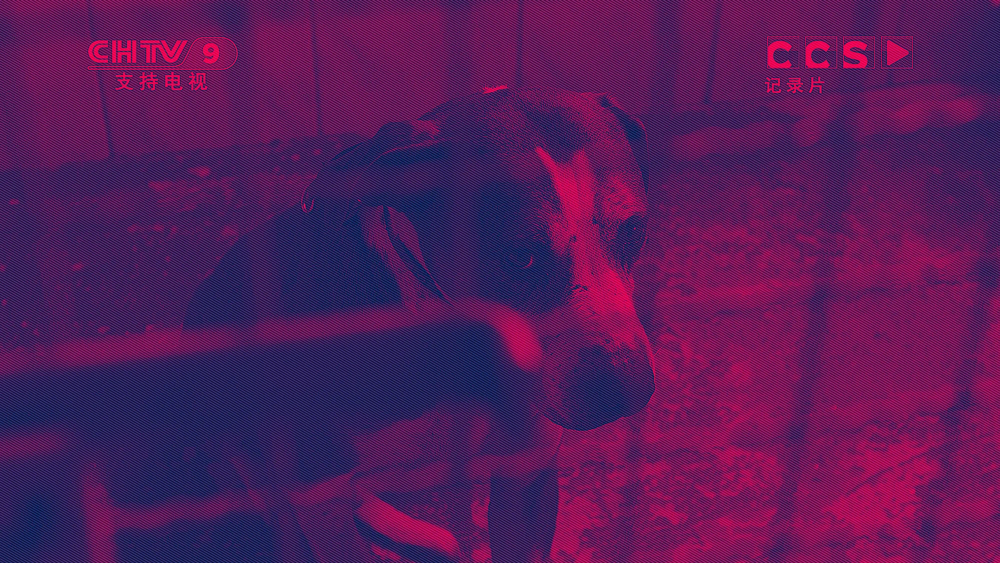 Banner_dogmeat_RB_b.jpg