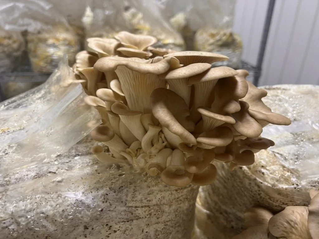 October 21 | Cultivation 101 Weeknight — Native Oyster