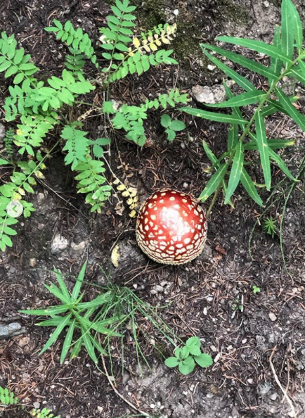 Screen Shot 2020-07-28 at 10.32.33 AM.png