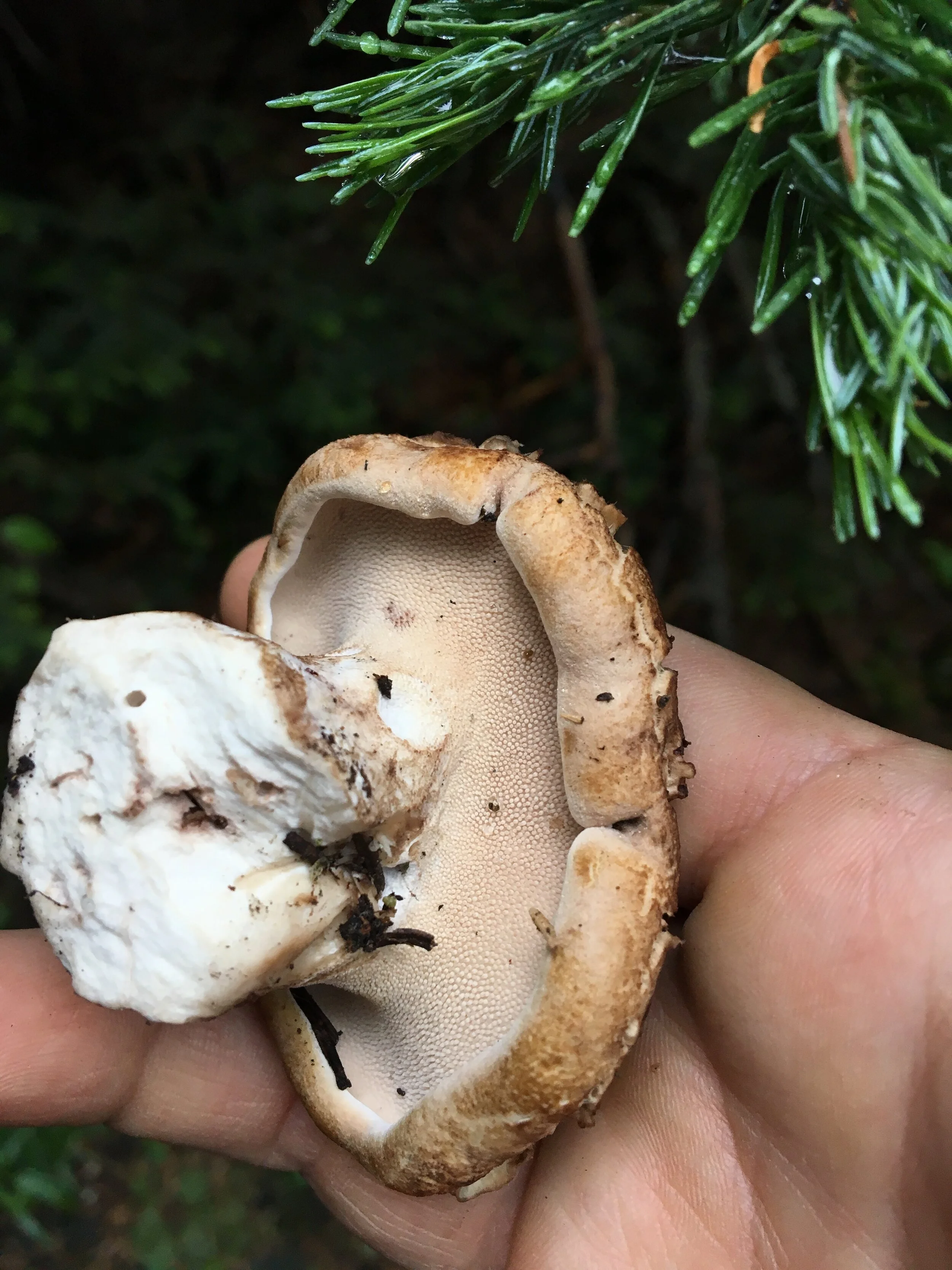 August 23, 2025  ↠  ↠  ↠  Wild Mushroom Basics
