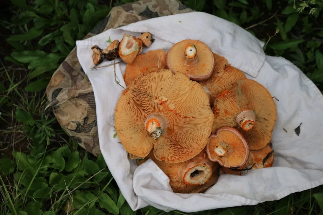August 5 MID-WEEK | Wild Mushroom Basics | Colorado Rockies | Ensō Farm and Forage