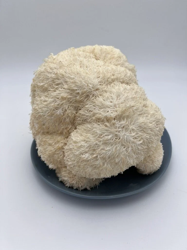 October 24 | Cultivation 101 Weekend — Oyster + Lion's Mane