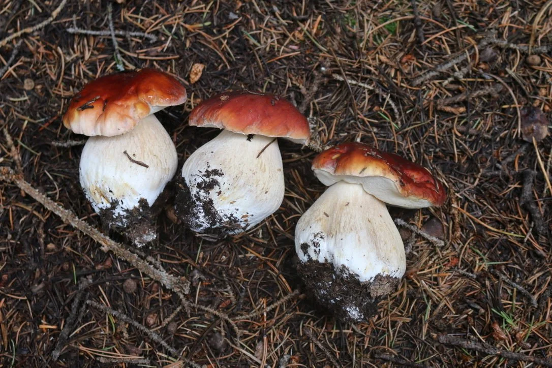 July 11 | Wild Mushroom Basics | Colorado Rockies | Ensō Farm and Forage